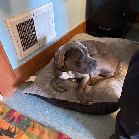 Didi, a ADOPTABLE mixed breed in Turners Falls, MA image 3/3