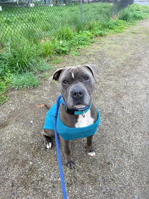 Didi, a ADOPTABLE mixed breed in Turners Falls, MA image 4/4