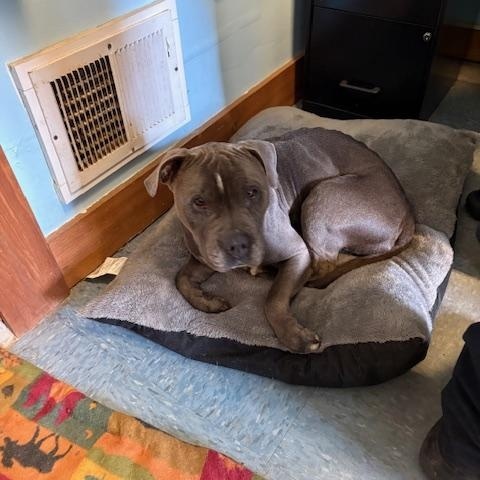 Didi, a ADOPTABLE mixed breed in Turners Falls, MA image 2/3
