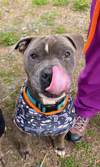 Didi, a ADOPTABLE mixed breed in Turners Falls, MA image 3/4