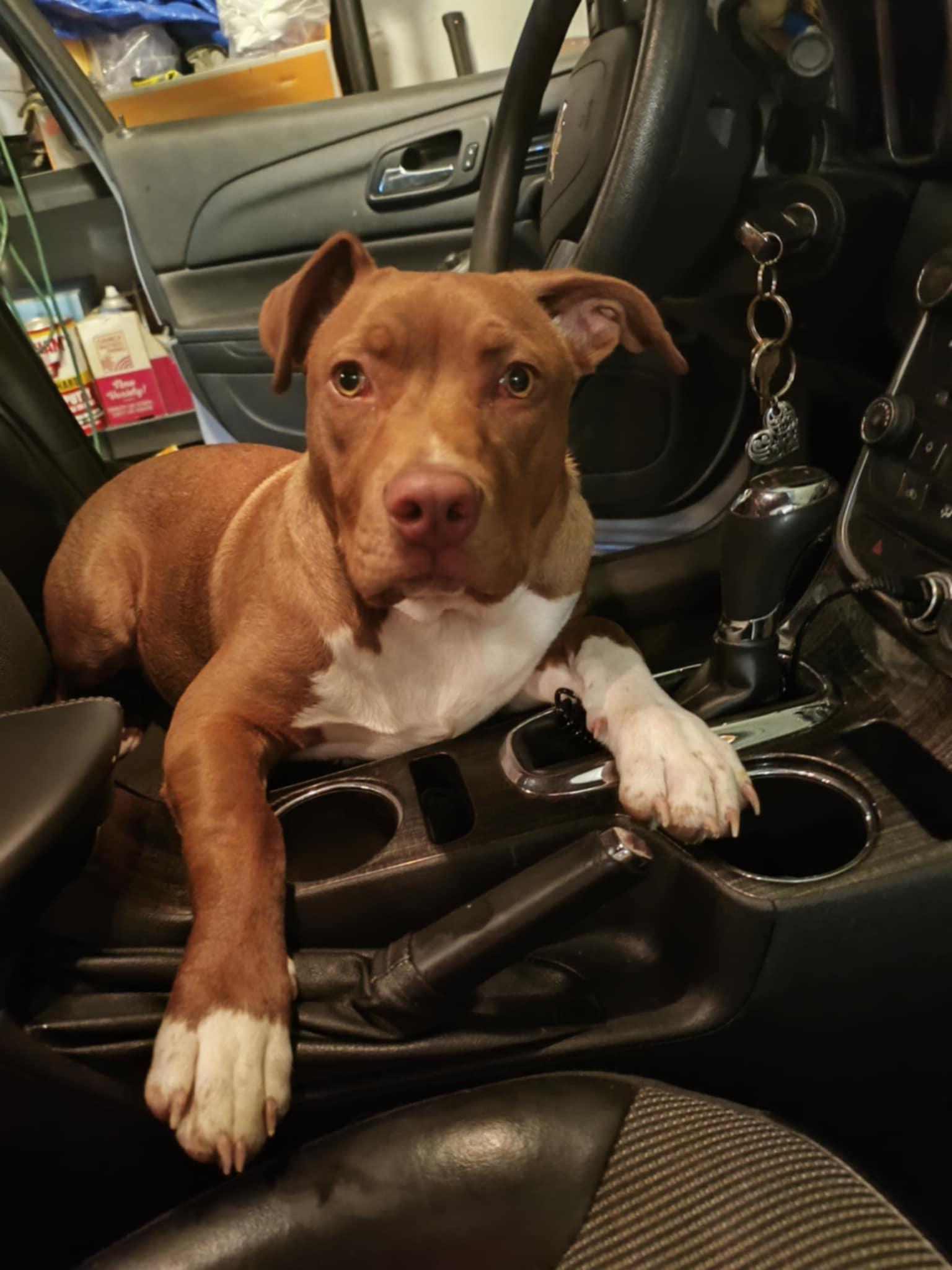 Joseph, Baby Male Pit Bull Terrier