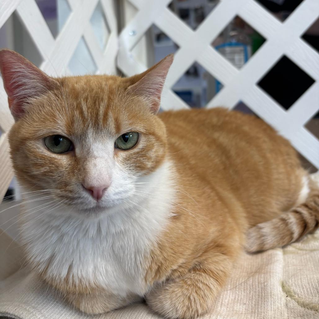 Kylie, Adoptable, Adult Female Domestic Short Hair.