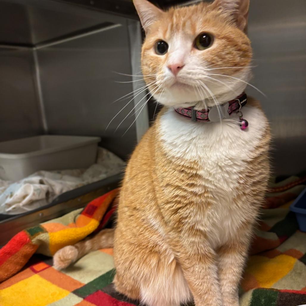 Kylie, a Adoptable Domestic Short Hair in Hopewell, VA image 1/2