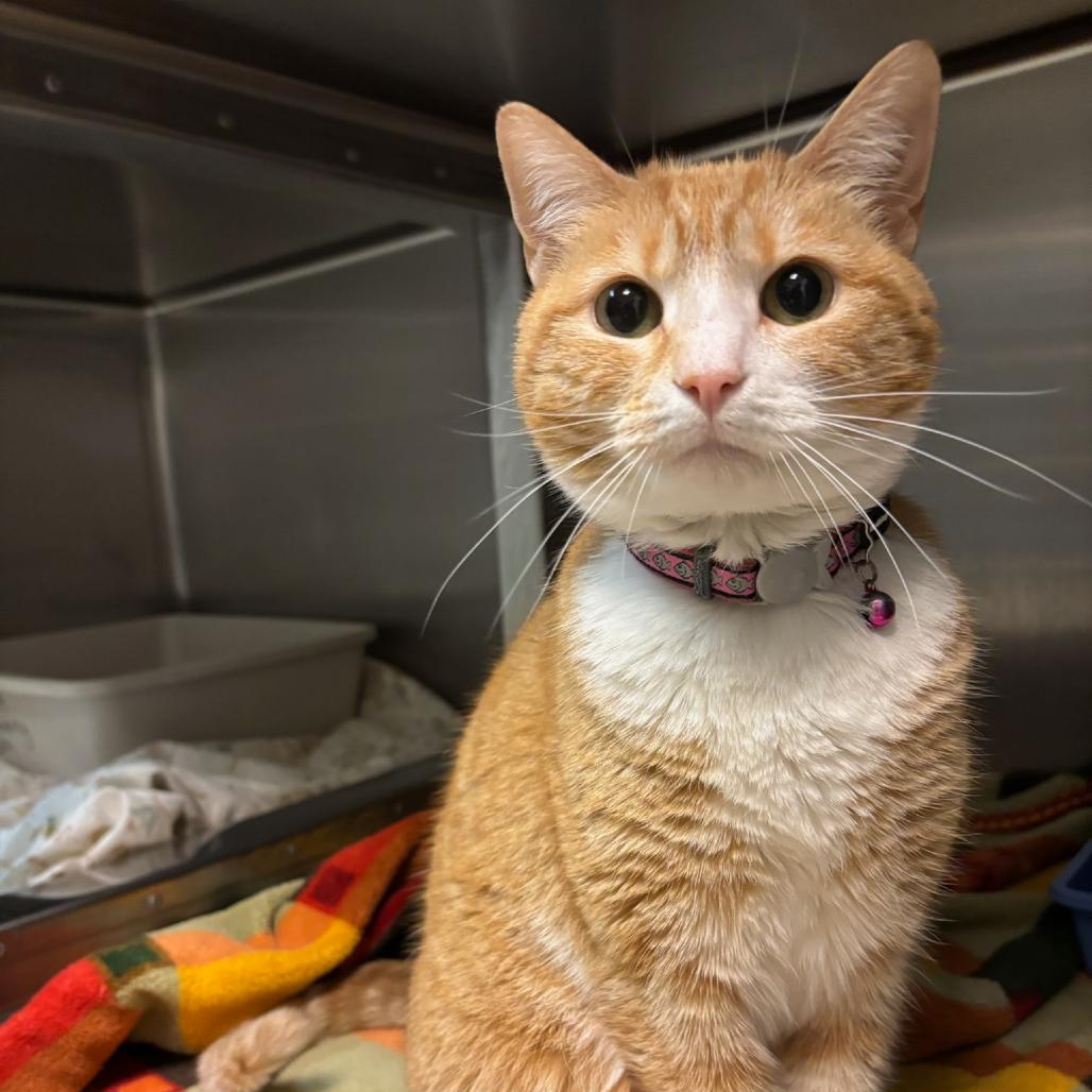 Kylie, a Adoptable Domestic Short Hair in Hopewell, VA image 2/2