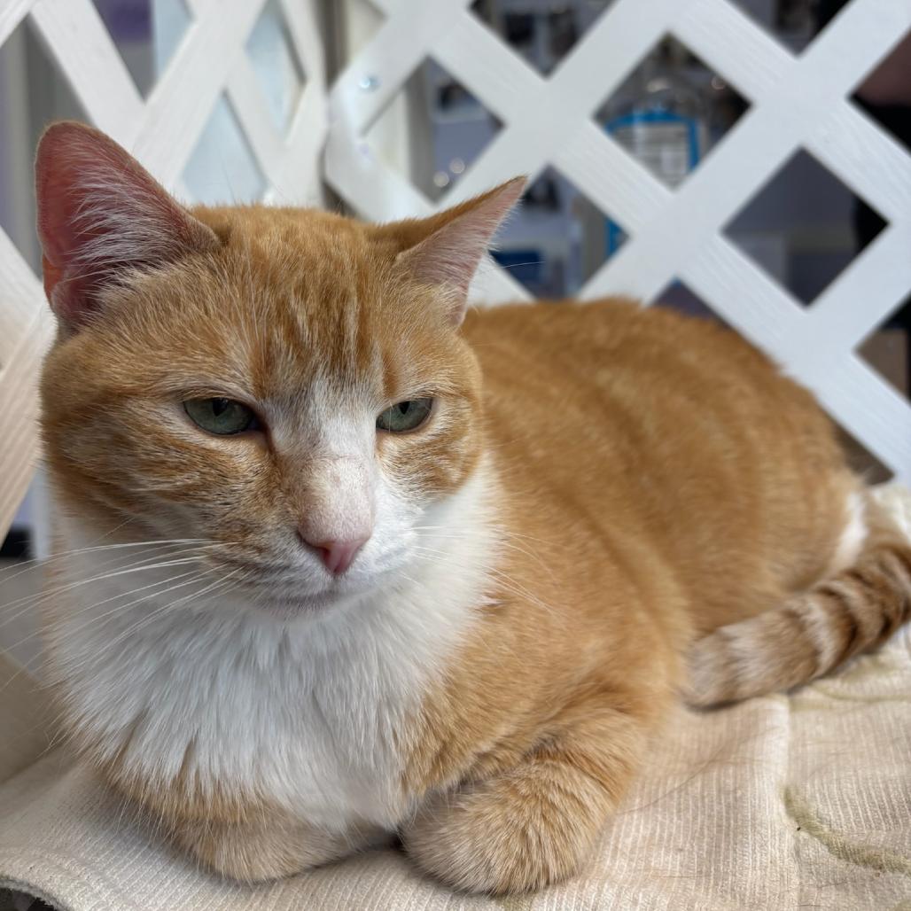 Kylie, a Adoptable Domestic Short Hair in Hopewell, VA image 4/5