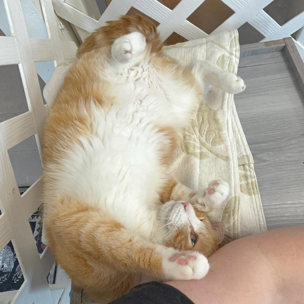 Kylie, a Adoptable Domestic Short Hair in Hopewell, VA image 5/5