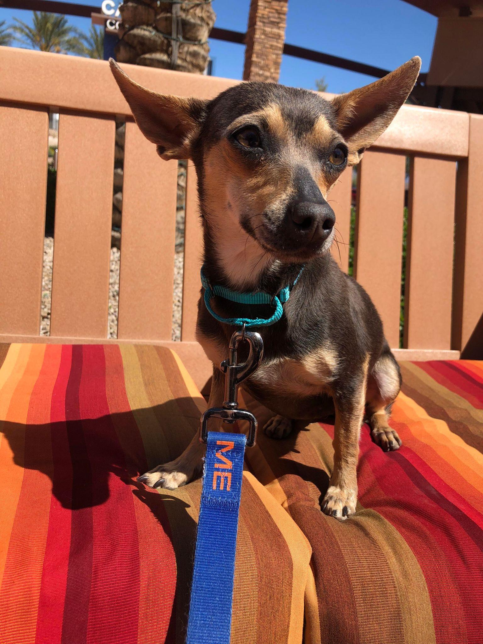 Enlarge Cricket, a Adopted Chihuahua in Gilbert , AZ image 1/6