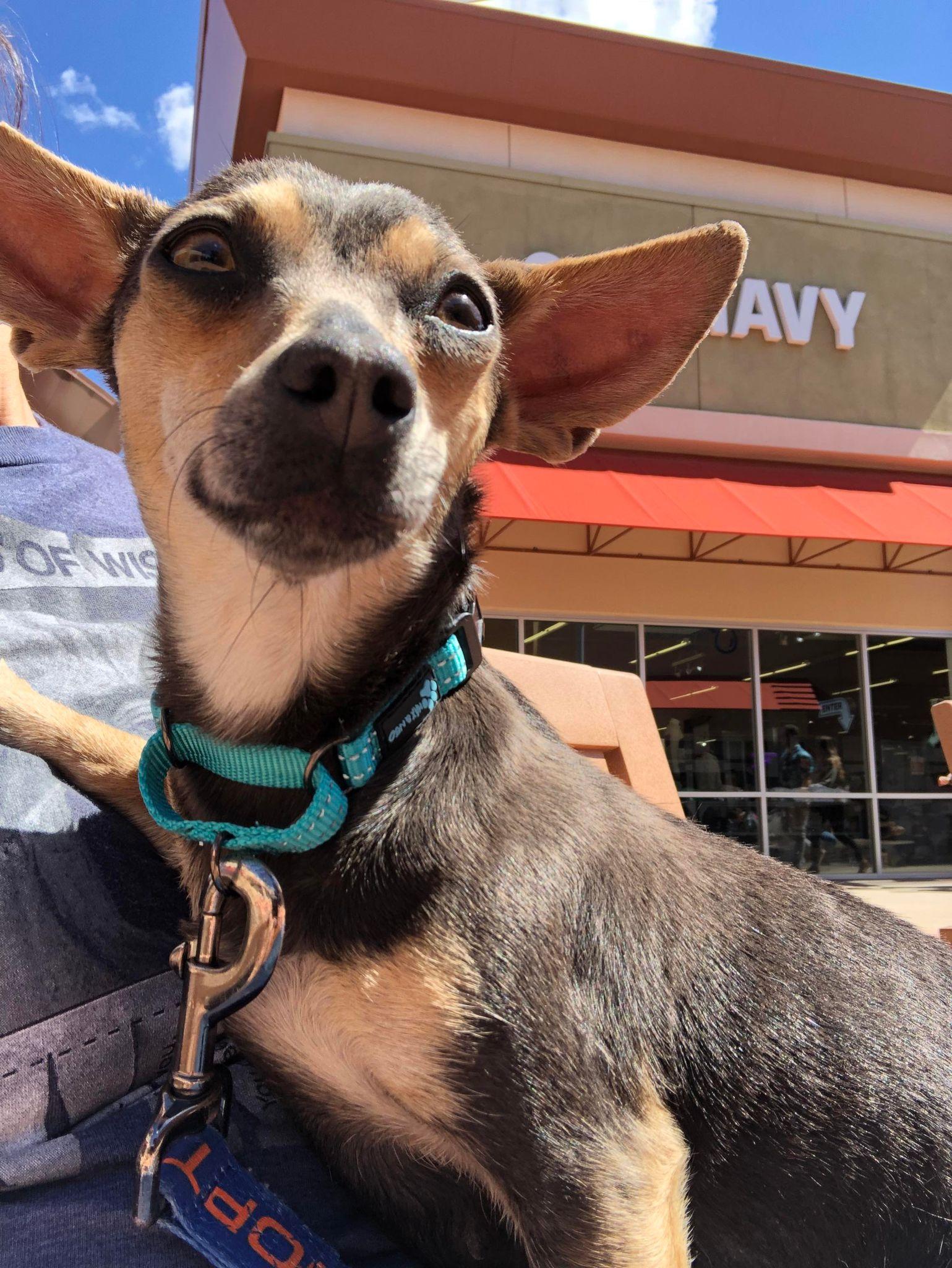 Enlarge Cricket, a Adopted Chihuahua in Gilbert , AZ image 3/6