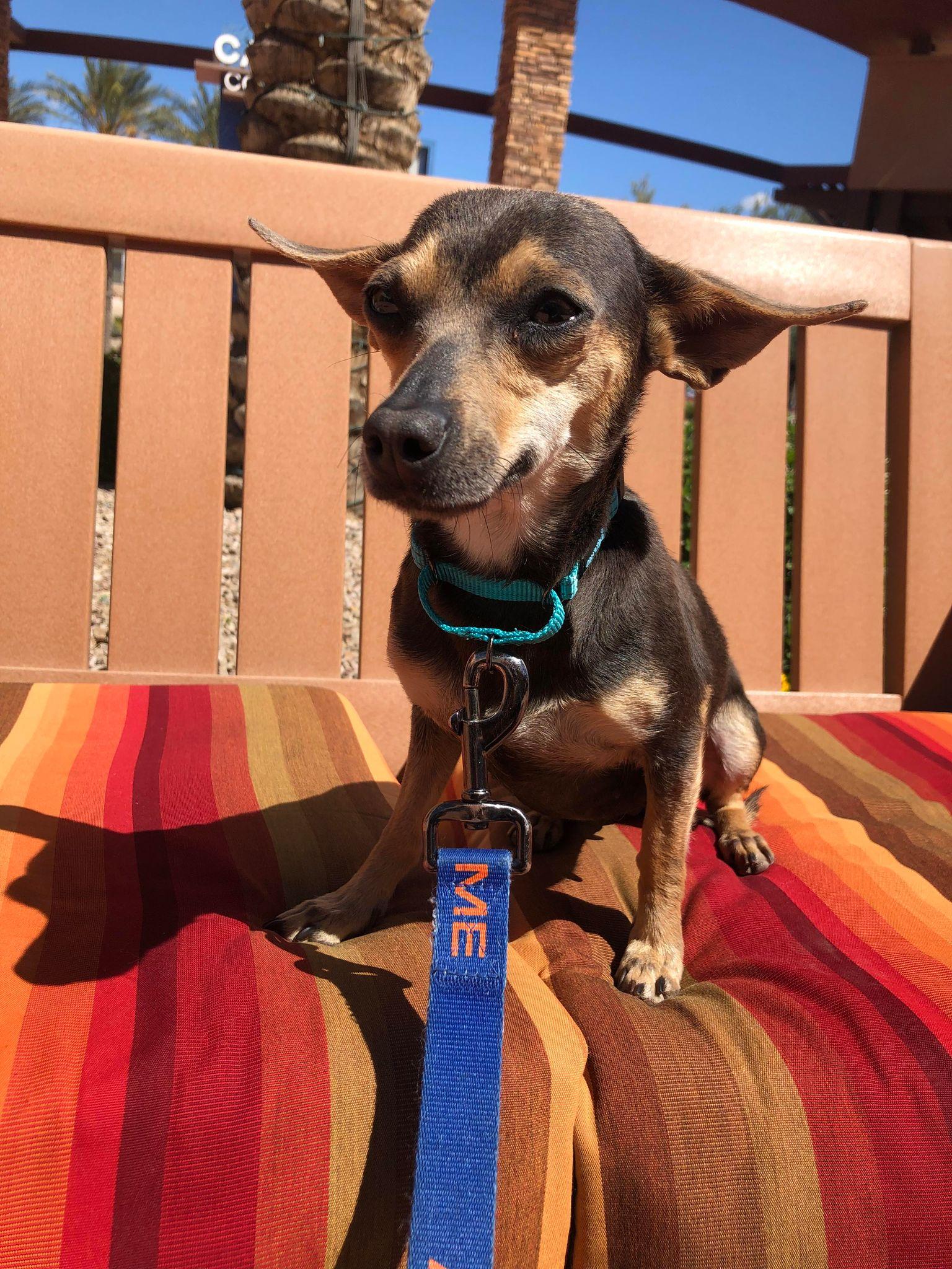 Enlarge Cricket, a Adopted Chihuahua in Gilbert , AZ image 4/6