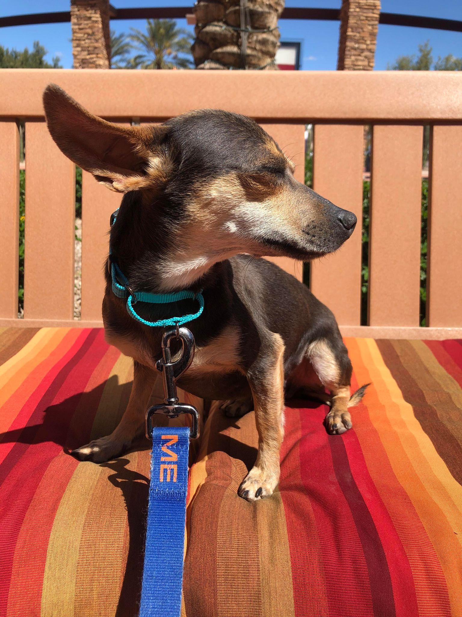 Enlarge Cricket, a Adopted Chihuahua in Gilbert , AZ image 5/6