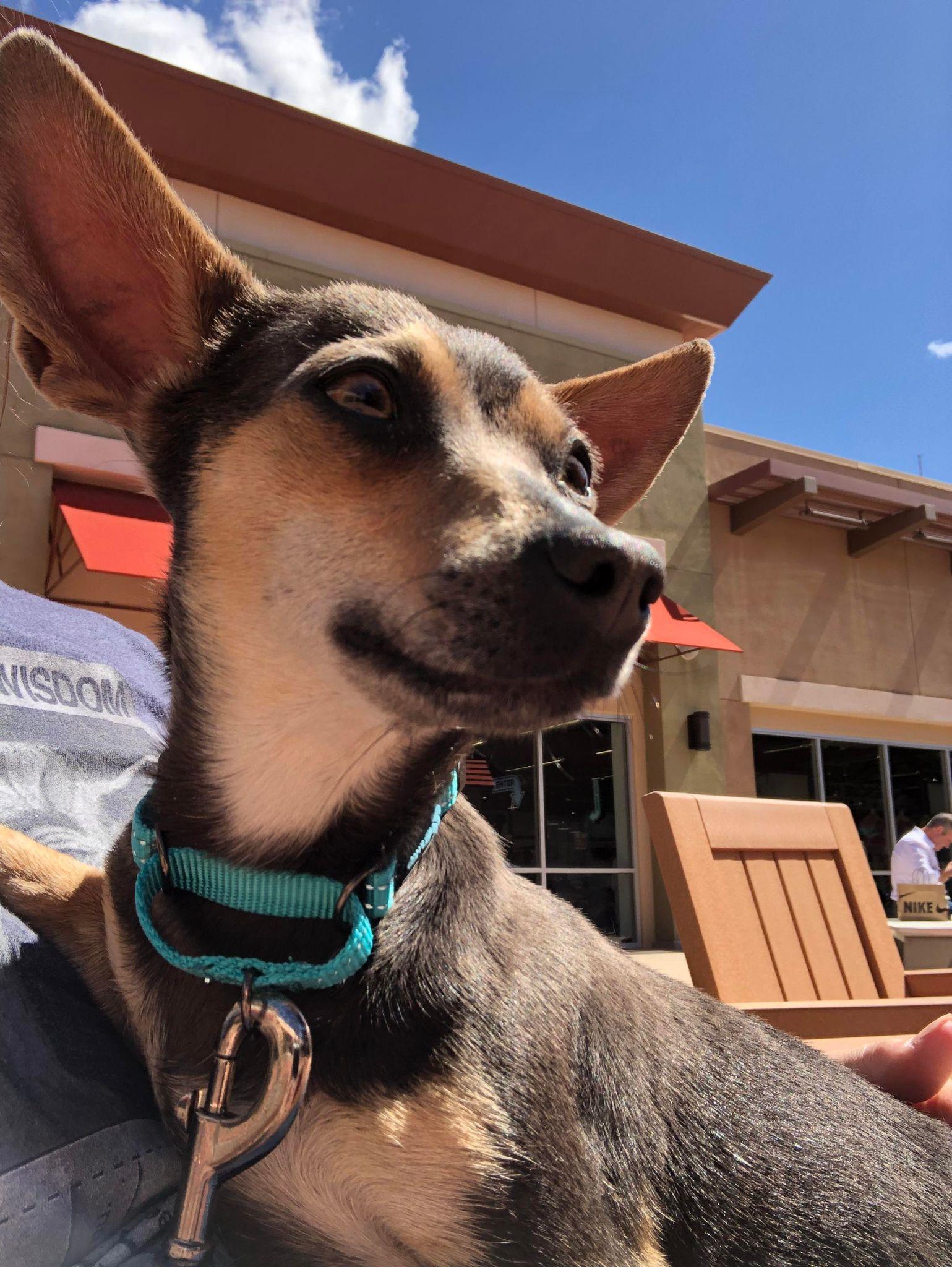 Enlarge Cricket, a Adopted Chihuahua in Gilbert , AZ image 6/6