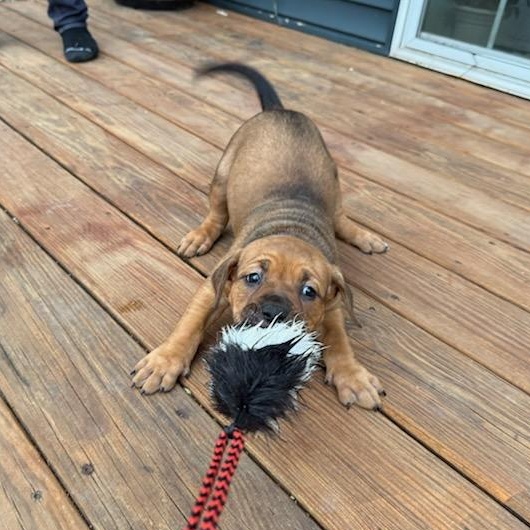 Enlarge Maple, an adoptable Mixed Breed in Watertown, WI image 4/6
