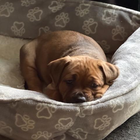 Enlarge Maple, an adoptable Mixed Breed in Watertown, WI image 2/6