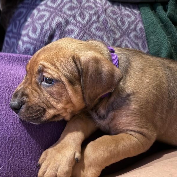 Maple, adoptable, Puppy Female Mixed Breed.