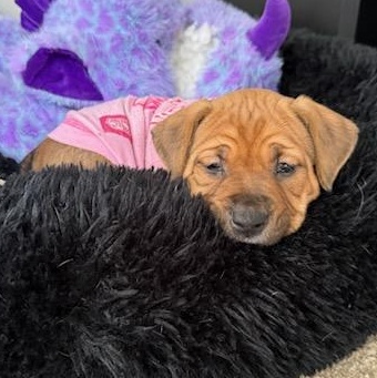 Enlarge Maple, an adoptable Mixed Breed in Watertown, WI image 6/6