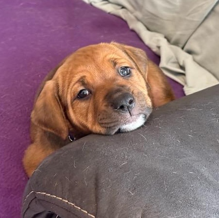 Maple, adoptable, Puppy Female Mixed Breed.