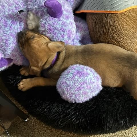 Enlarge Maple, an adoptable Mixed Breed in Watertown, WI image 3/6