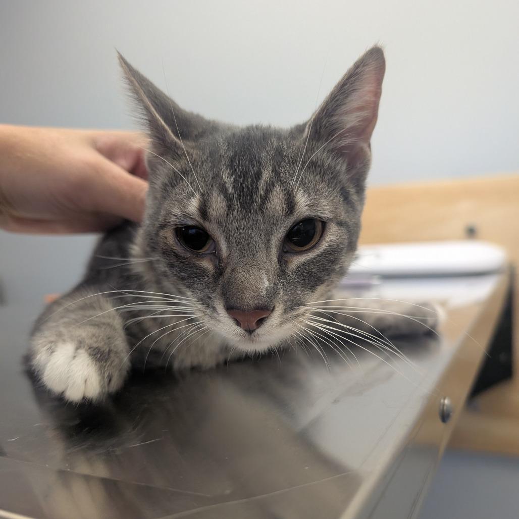 Enlarge Lizzy, a Adoptable Domestic Short Hair in Watertown, NY image 1/2