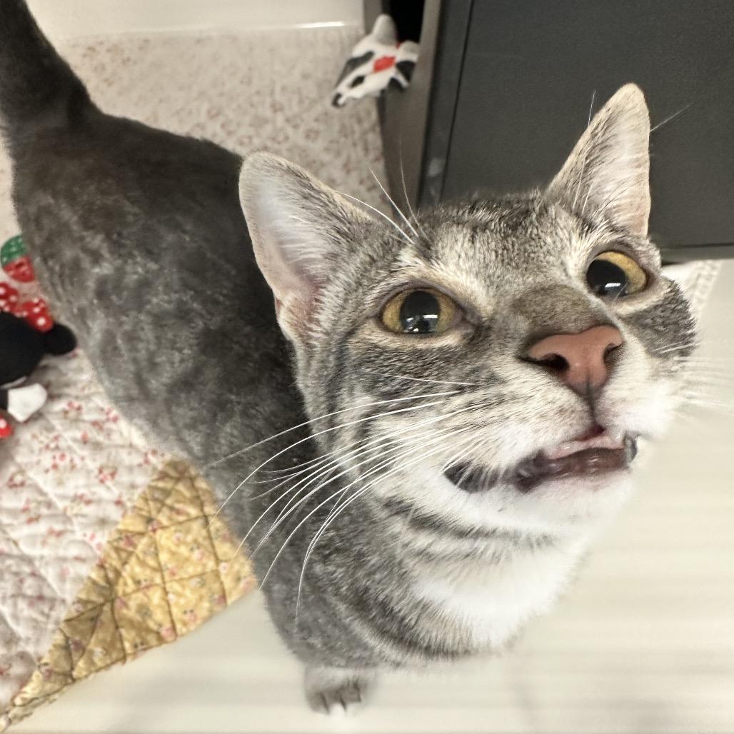 Enlarge Lizzy, a Adoptable Domestic Short Hair in Watertown, NY image 2/2