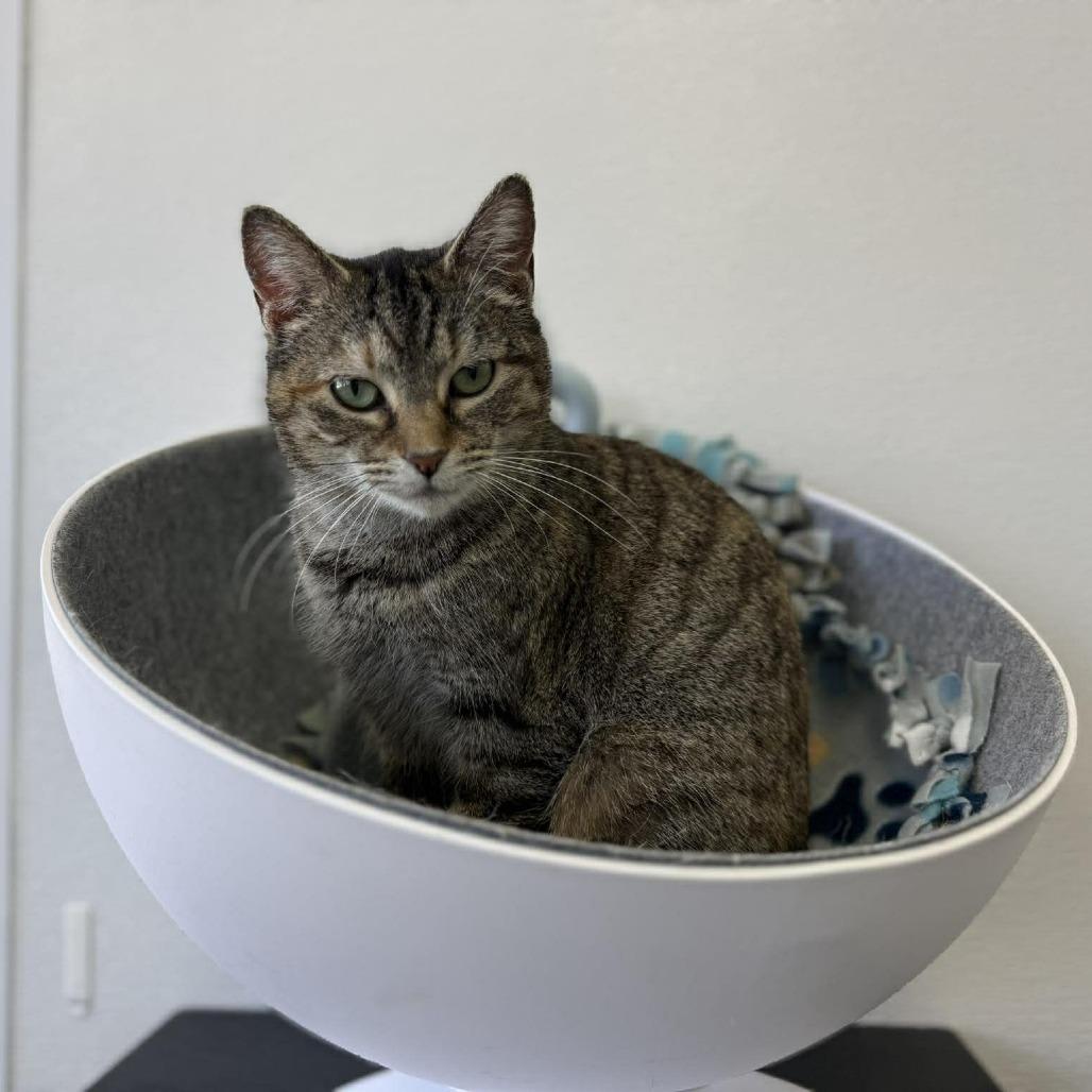 Vizio (Holland Cat Cove), Adoptable, Adult Female Domestic Short Hair.