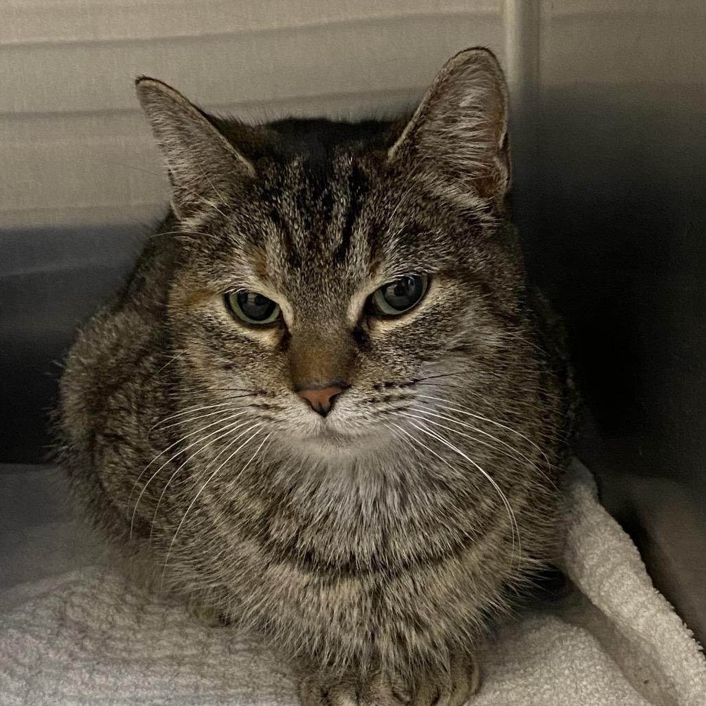 Vizio (Holland Cat Cove), a Adoptable Domestic Short Hair in West Olive, MI image 1/5