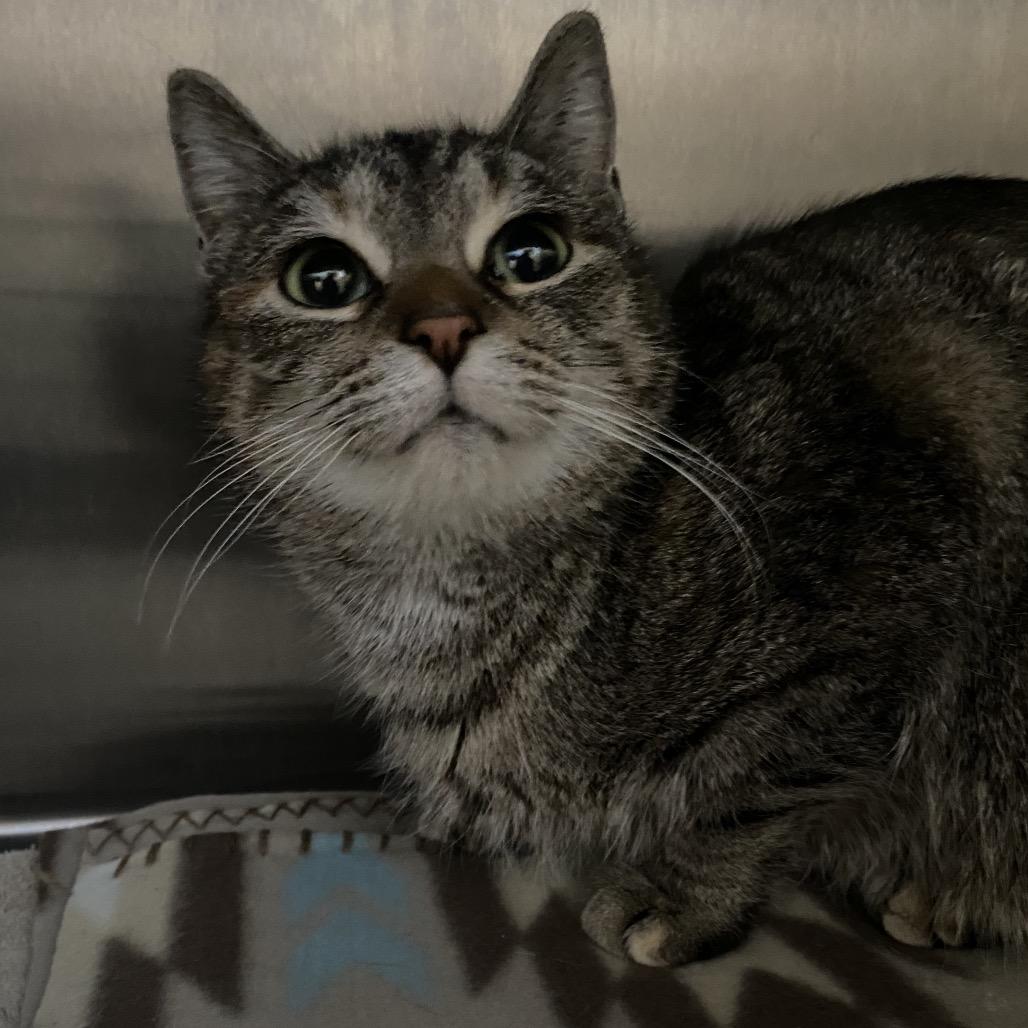 Vizio (Holland Cat Cove), a Adoptable Domestic Short Hair in West Olive, MI image 2/5