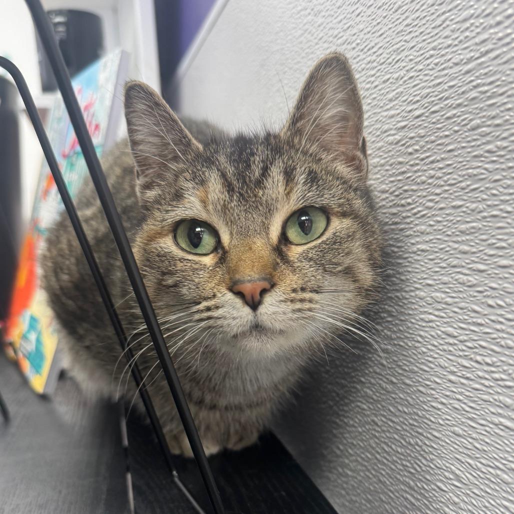 Vizio (Holland Cat Cove), a Adoptable Domestic Short Hair in West Olive, MI image 3/5