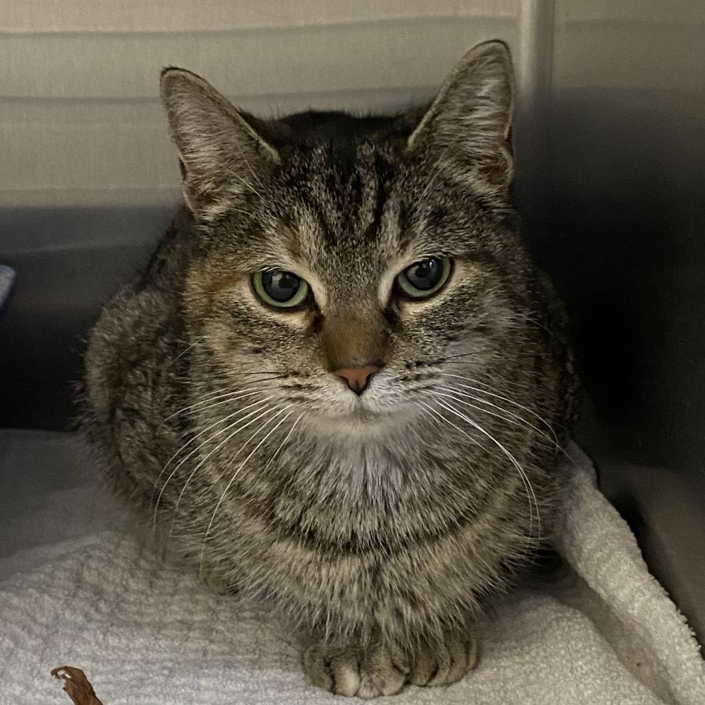 Vizio (Holland Cat Cove), a Adoptable Domestic Short Hair in West Olive, MI image 4/5