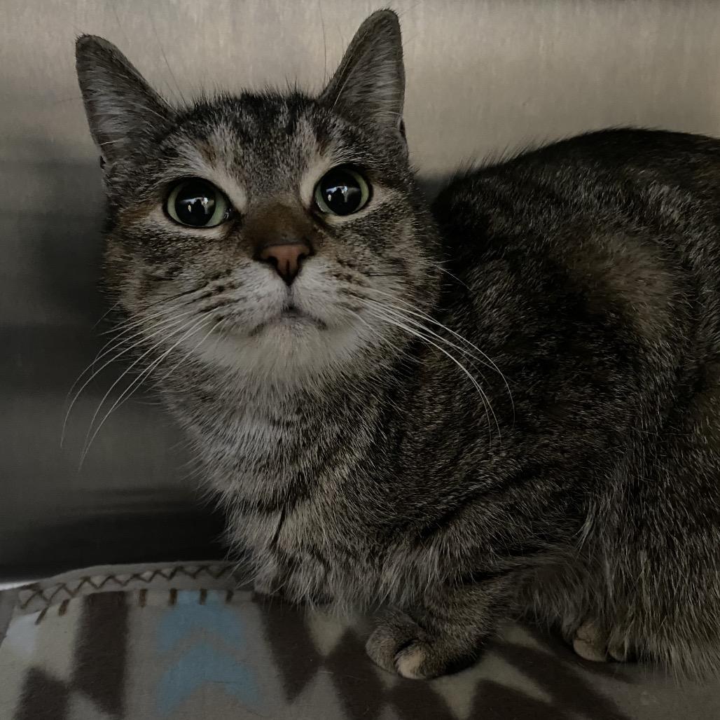 Vizio (Holland Cat Cove), a Adoptable Domestic Short Hair in West Olive, MI image 5/5