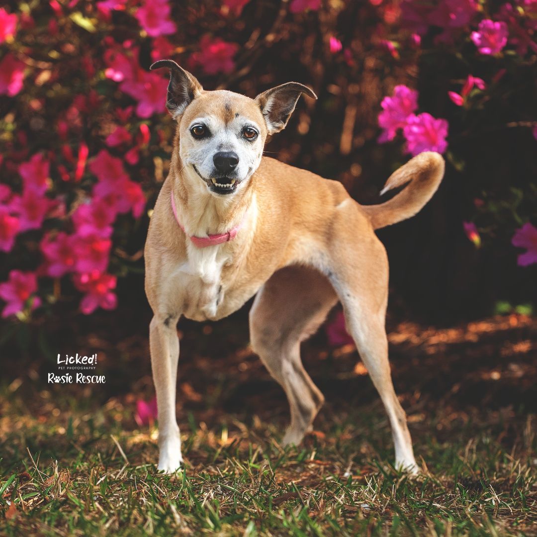 Frannie, a Adopted mixed breed in Mount Pleasant, SC image 1/6