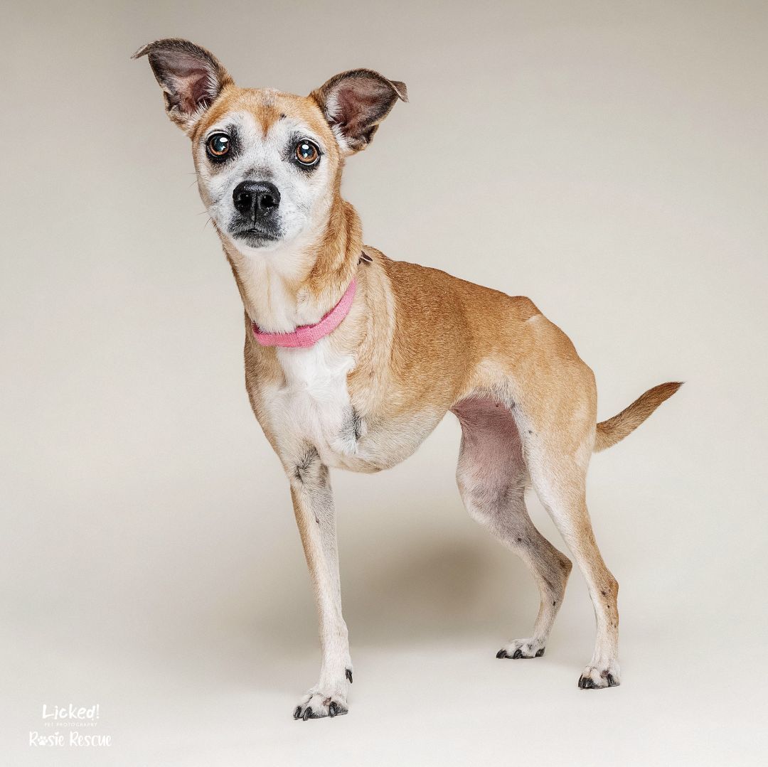 Frannie, a Adopted mixed breed in Mount Pleasant, SC image 2/6