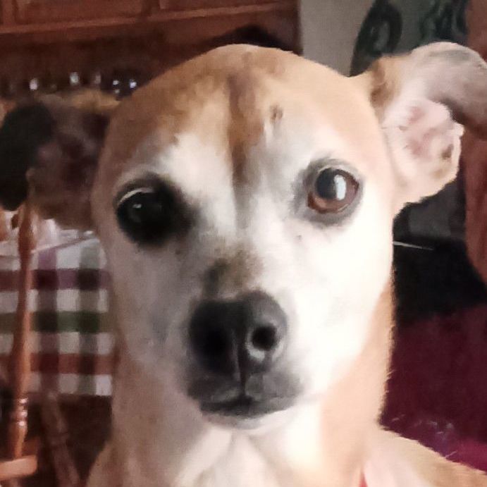 Frannie, a Adopted mixed breed in Mount Pleasant, SC image 3/6