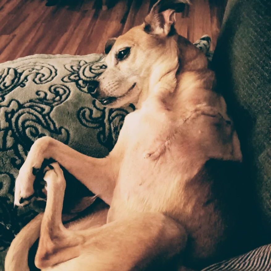 Frannie, a Adopted mixed breed in Mount Pleasant, SC image 4/6