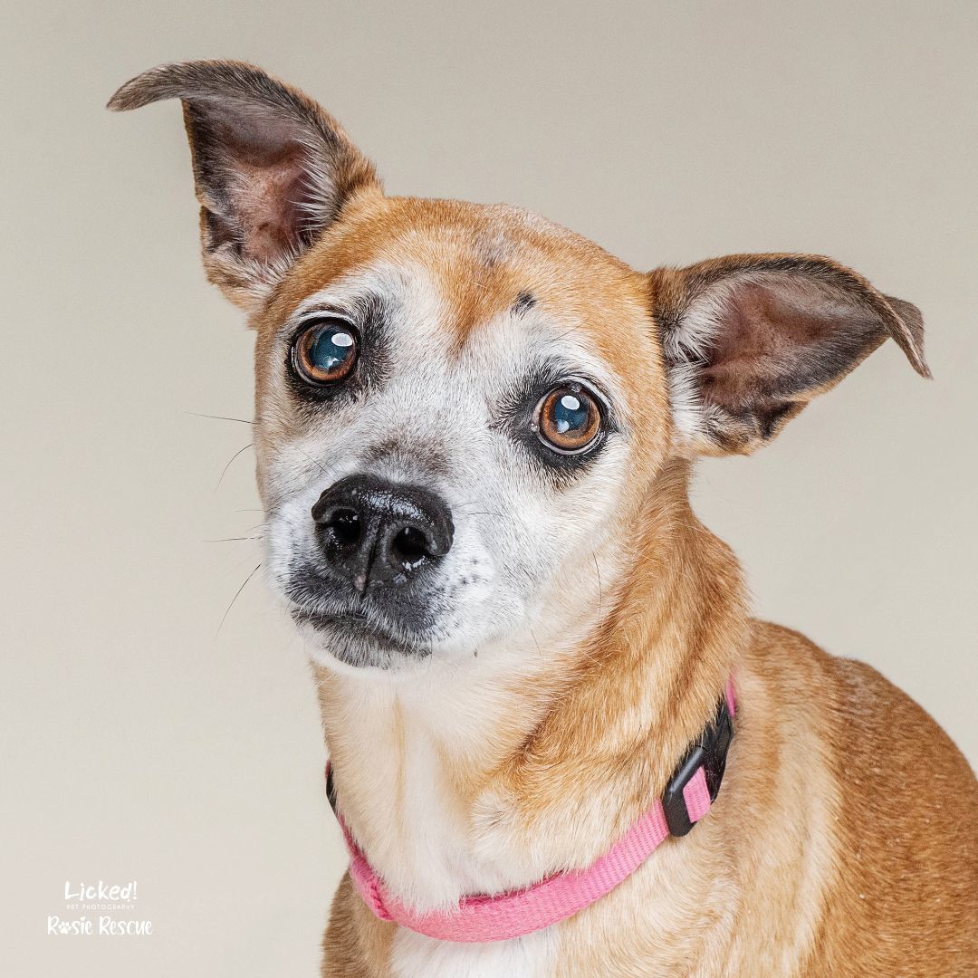 Frannie, a Adopted mixed breed in Mount Pleasant, SC image 5/6