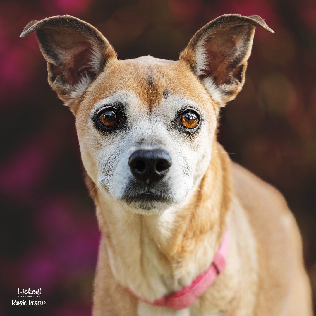 Frannie, a Adopted mixed breed in Mount Pleasant, SC image 6/6