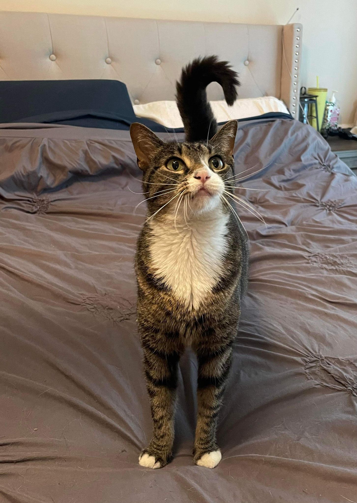 Cami, Adoptable, Adult Female Domestic Short Hair.