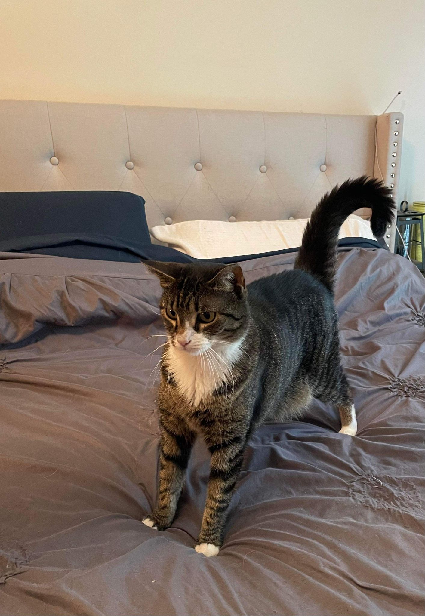 Enlarge Cami, a Adoptable Domestic Short Hair in Millersville, MD image 2/4