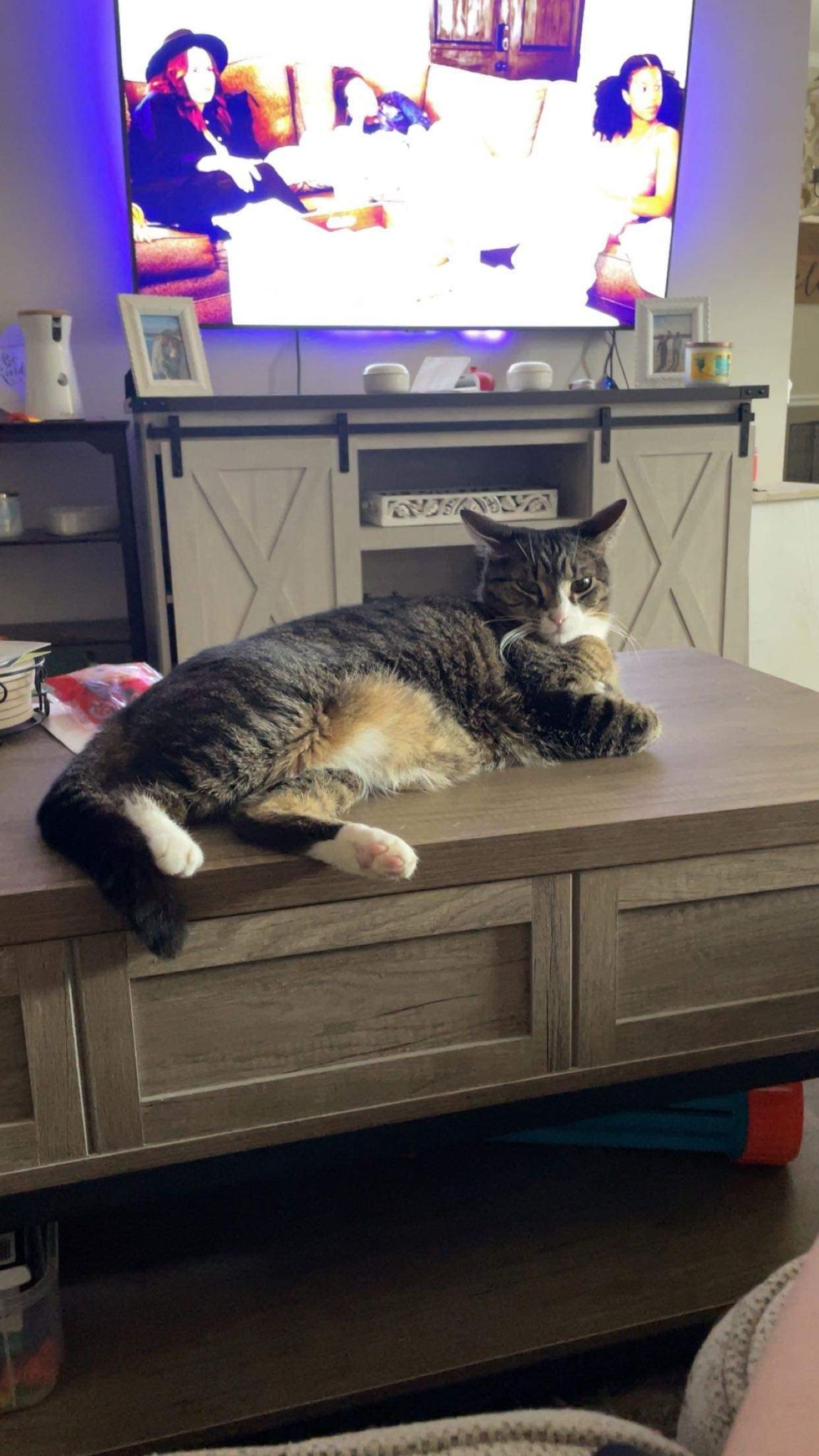 Enlarge Cami, a Adoptable Domestic Short Hair in Millersville, MD image 3/4