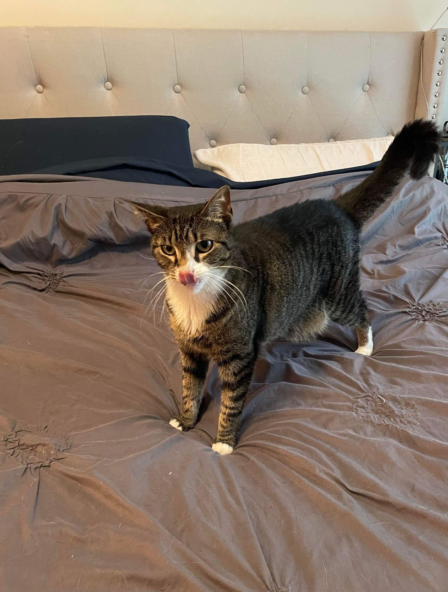 Enlarge Cami, a Adoptable Domestic Short Hair in Millersville, MD image 4/4