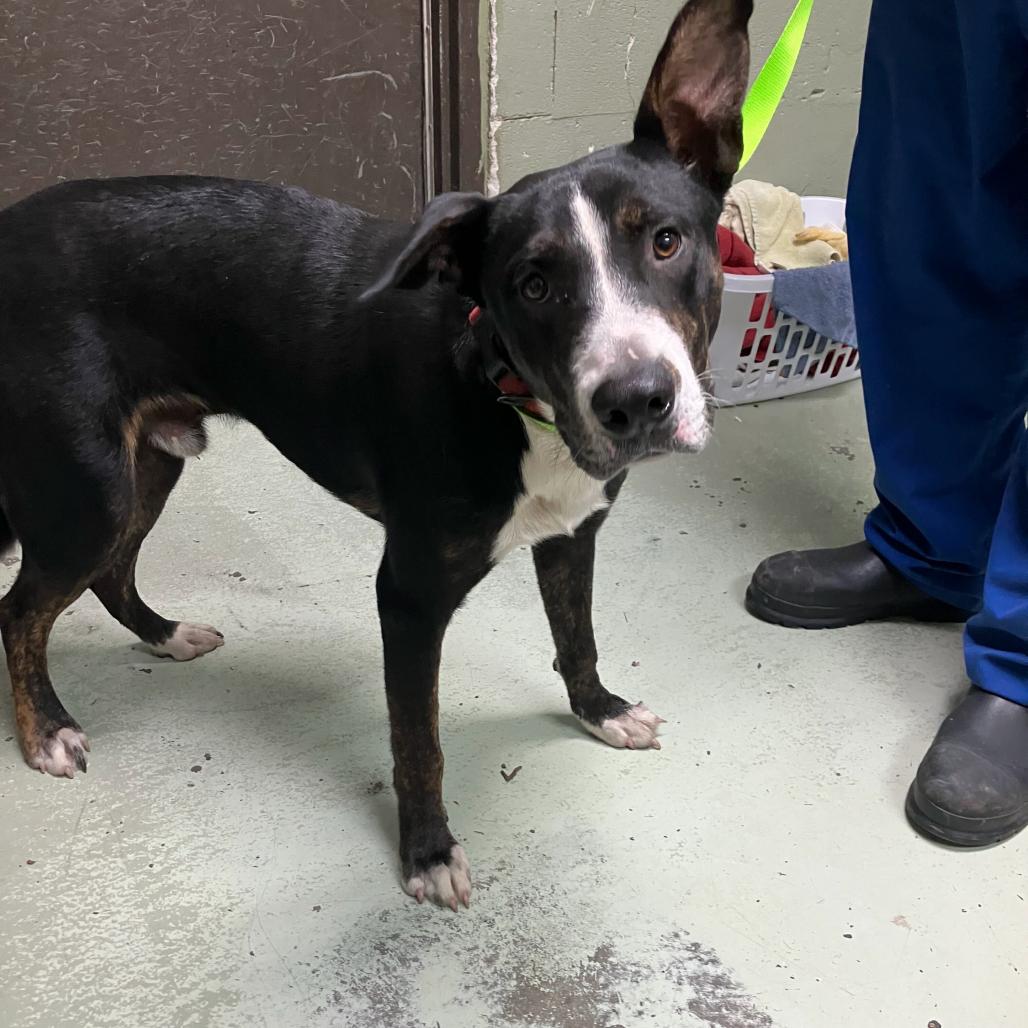 Enlarge Philoctetes (Phil), a Adoptable mixed breed in Valdosta , GA image 1/1