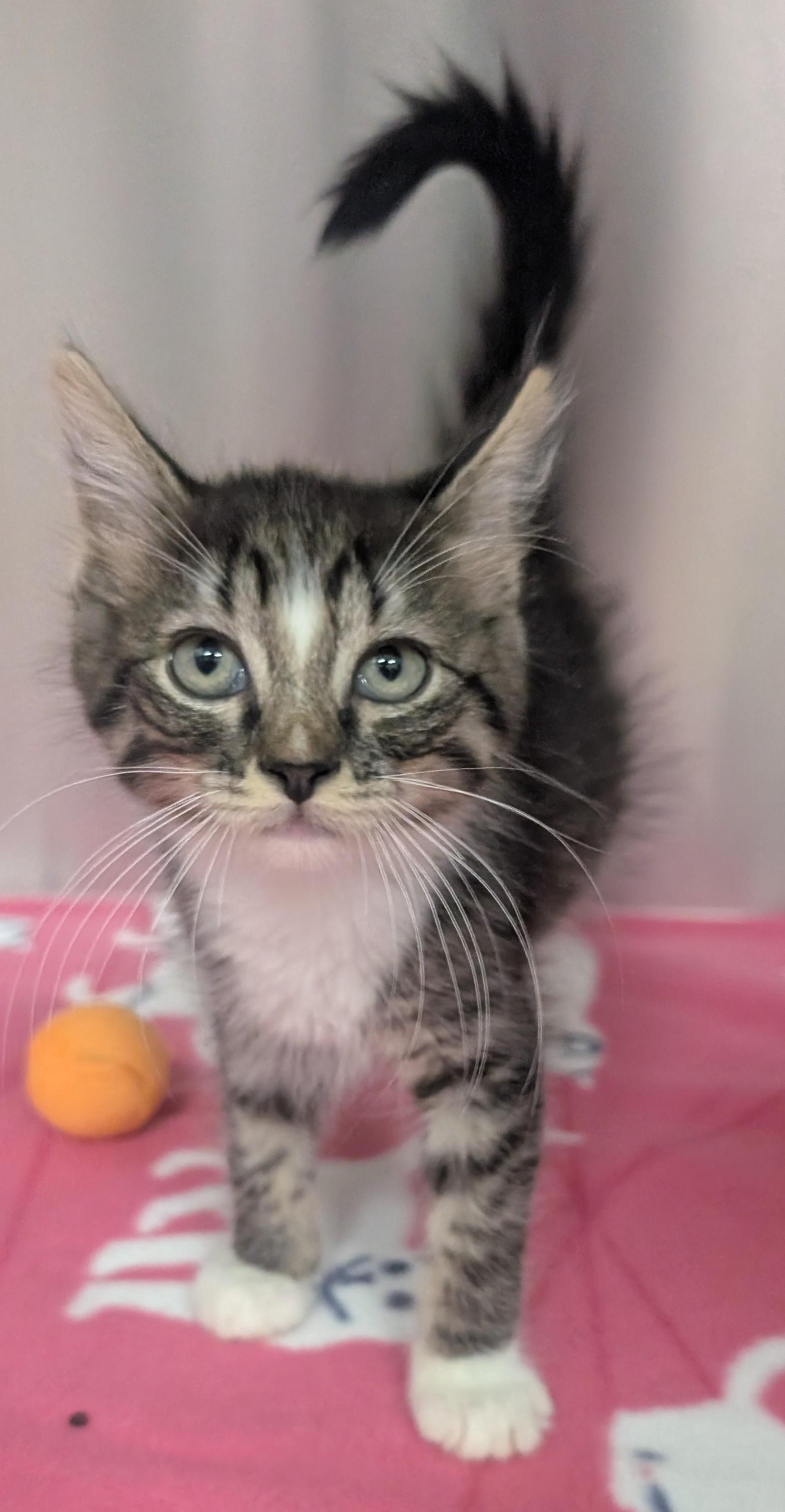 Alex, an adoptable Domestic Short Hair in New Ulm, MN image 1/3