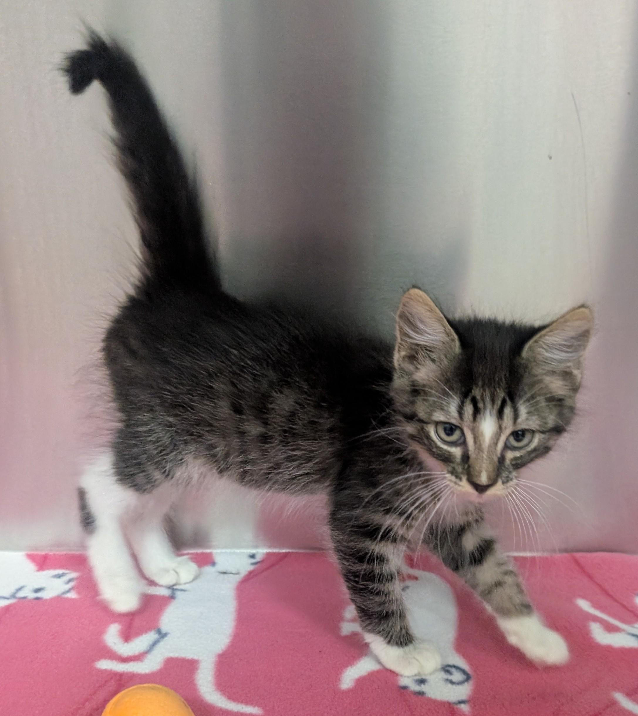 Alex, an adoptable Domestic Short Hair in New Ulm, MN image 3/3