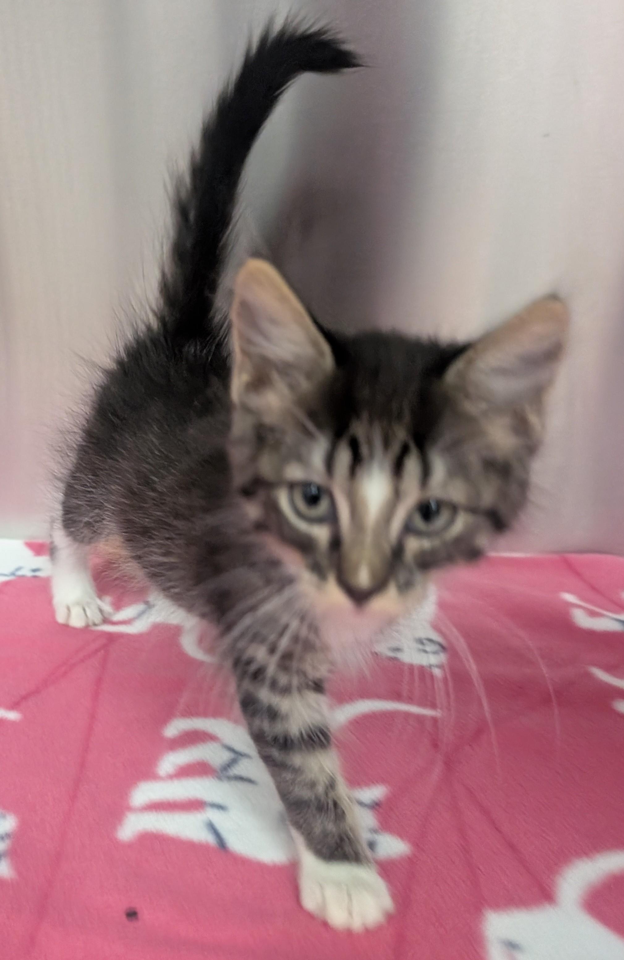 Alex, an adoptable Domestic Short Hair in New Ulm, MN image 2/3