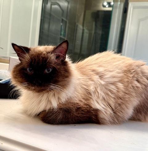 Chips, Adoptable, Adult Male Siamese & Himalayan.