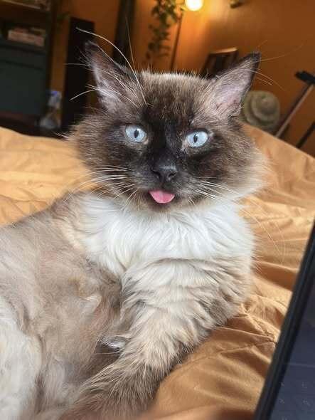 Enlarge Chips, a Adoptable mixed breed in Austin, TX image 2/5