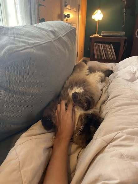 Enlarge Chips, a Adoptable mixed breed in Austin, TX image 3/5