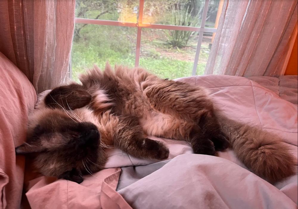 Enlarge Chips, a Adoptable mixed breed in Austin, TX image 4/5