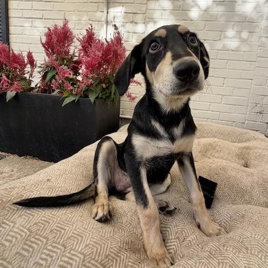 Tulsita, a ADOPTABLE Mixed Breed in Hillsborough, NJ image 3/5