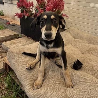 Tulsita, ADOPTABLE, Puppy Female Mixed Breed.