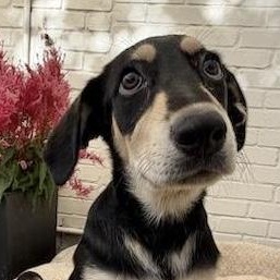 Tulsita, a ADOPTABLE Mixed Breed in Hillsborough, NJ image 5/5